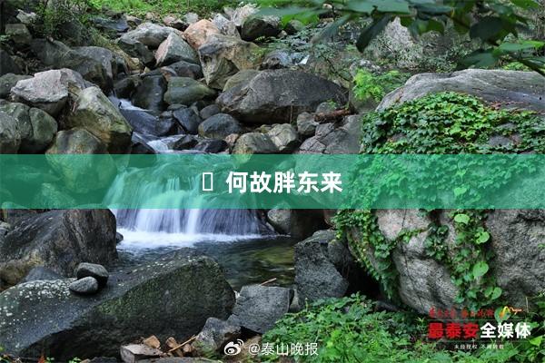 ​何故胖东来